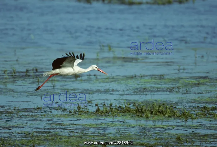 : White Stork - Coming in to land : White Stork - Coming in to land