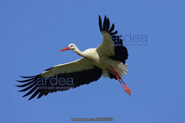 : White Stork - Coming in to land : White Stork - Coming in to land