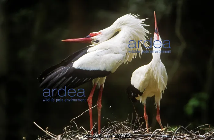 : White STORK - Couple carrying out courtship behaviour : White STORK - Couple carrying out courtship behaviour