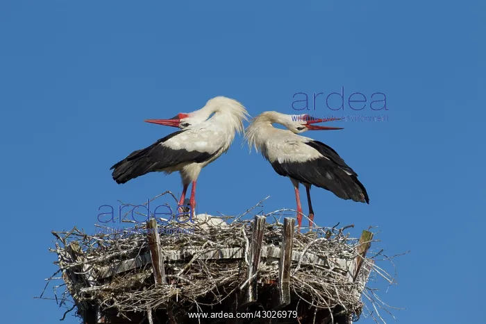 : White Stork couple displaying on nest Germany : White Stork couple displaying on nest Germany