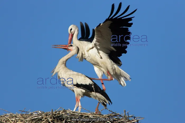 : White Stork - Two courting adult birds showing copulation : White Stork - Two courting adult birds showing copulation