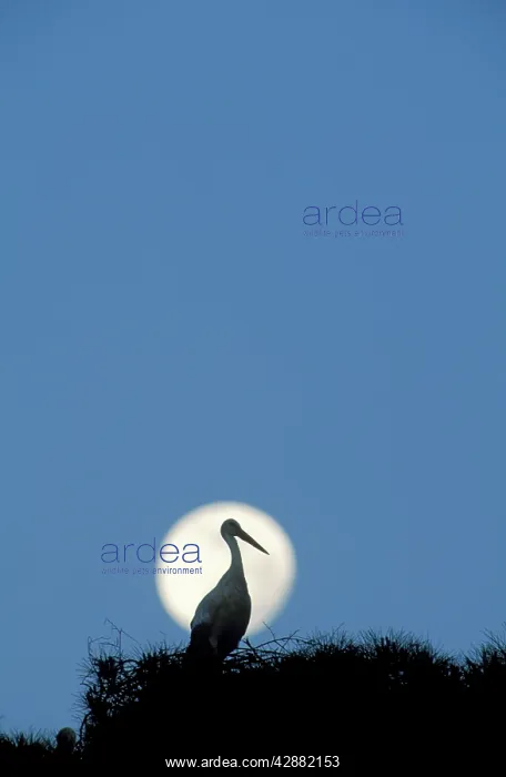 : White Stork - At dusk with full moon on its nest : White Stork - At dusk with full moon on its nest