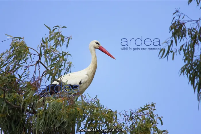 : White Stork - On Eucalyptus Tree : White Stork - On Eucalyptus Tree
