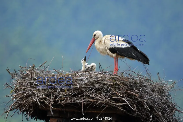  : White Stork, Europe