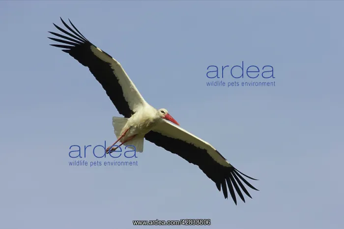  : White Stork - In flight