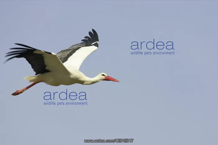 : White Stork - In flight : White Stork - In flight
