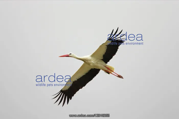 : White Stork - In flight : White Stork - In flight