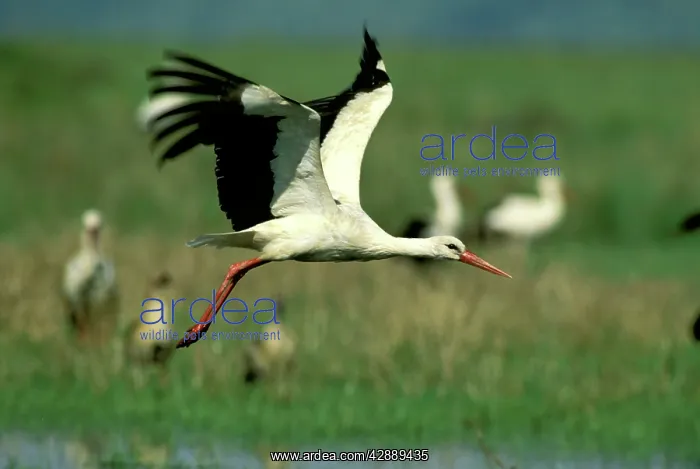  : White Stork - in flight