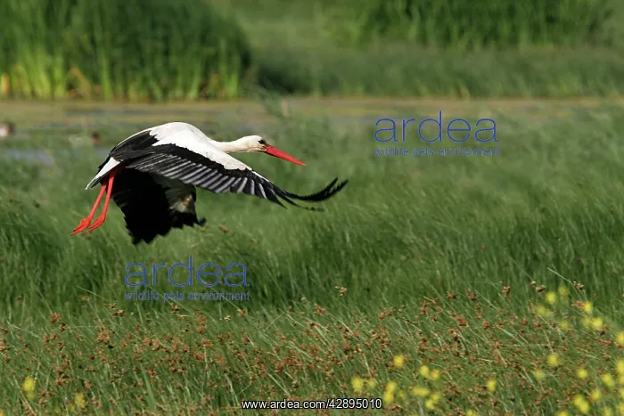 : White Stork - flight : White Stork - flight