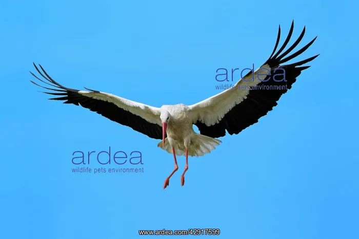 : White Stork - in flight : White Stork - in flight