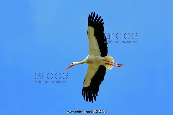 : White Stork - in flight : White Stork - in flight