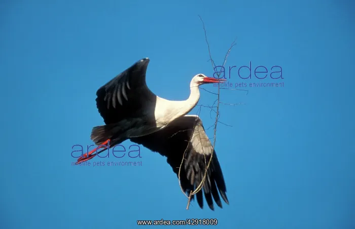 : White STORK - in flight : White STORK - in flight
