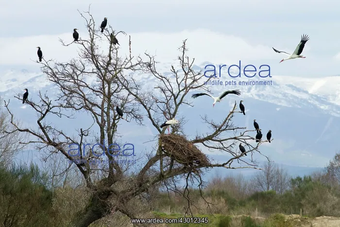 : White Stork in flight arriving at nest : White Stork in flight arriving at nest