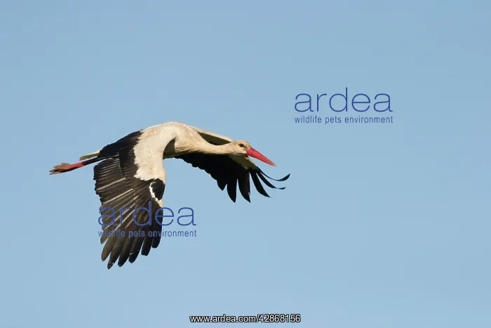 : White Stork - In flight with a blue sky background : White Stork - In flight with a blue sky background