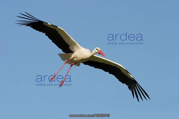 : White Stork - In flight with a blue sky background : White Stork - In flight with a blue sky background