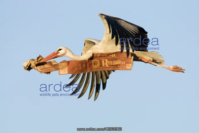 : White Stork - In flight carrying nest material : White Stork - In flight carrying nest material