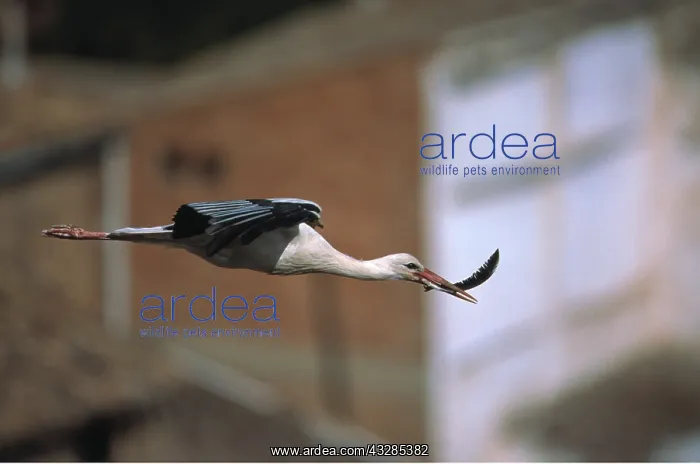 : WHITE STORK - In flight with feather for nesting material : WHITE STORK - In flight with feather for nesting material