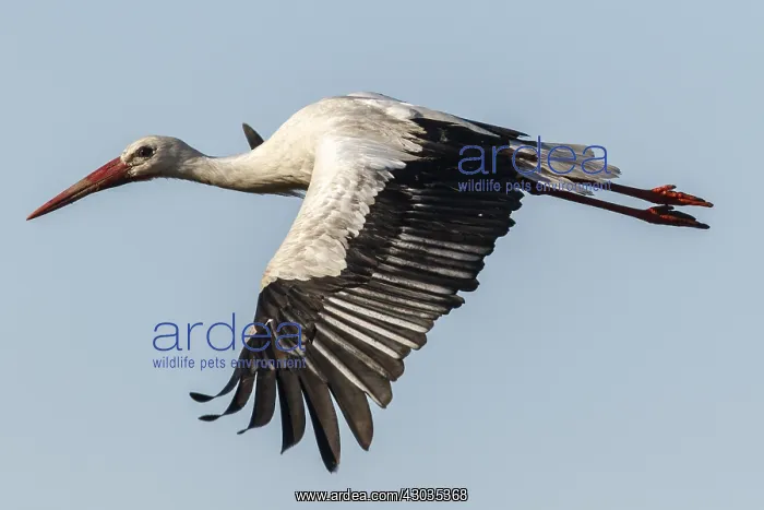 : White Stork - in flight - Galicia, Spain : White Stork - in flight - Galicia, Spain