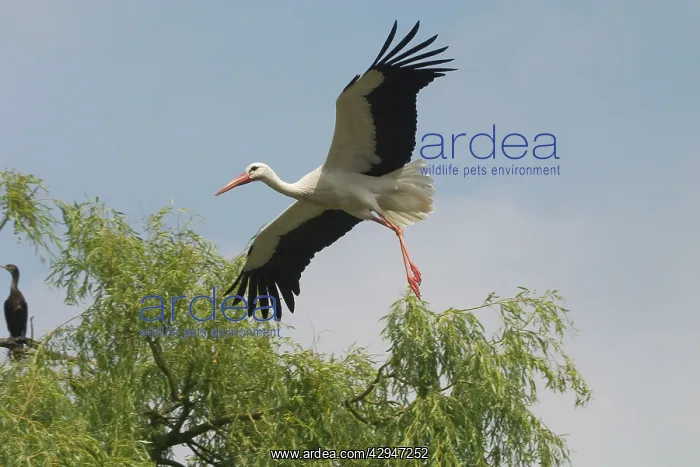 : White Stork in flight - At Het Zwin Nature Reserve : White Stork in flight - At Het Zwin Nature Reserve