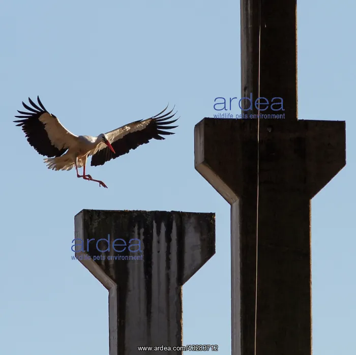 : White Stork - in flight landing : White Stork - in flight landing