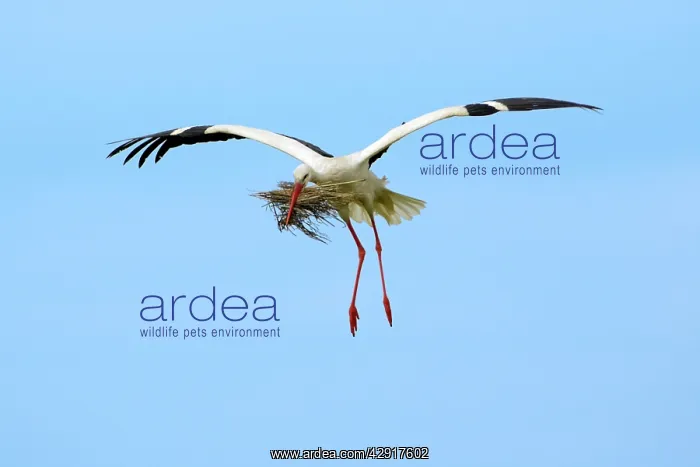 : White Stork - in flight with nest material in beak : White Stork - in flight with nest material in beak