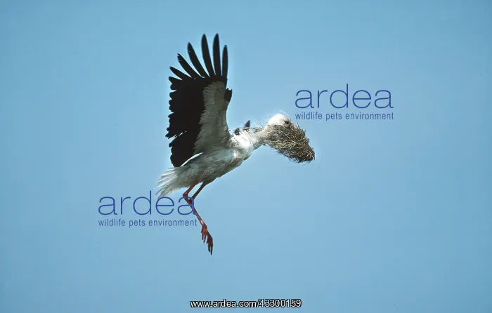 : WHITE STORK - In flight with nesting material in beak : WHITE STORK - In flight with nesting material in beak