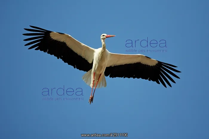 : White Stork - in flight, soaring in air thermals : White Stork - in flight, soaring in air thermals