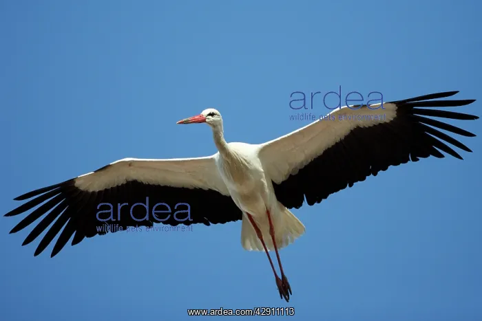 : White Stork - in flight, soaring in air thermals : White Stork - in flight, soaring in air thermals