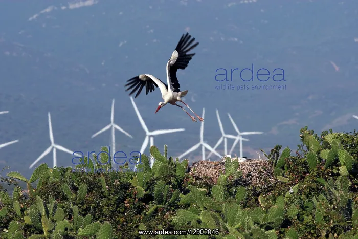  : White Stork - in flight with wind turbines behind