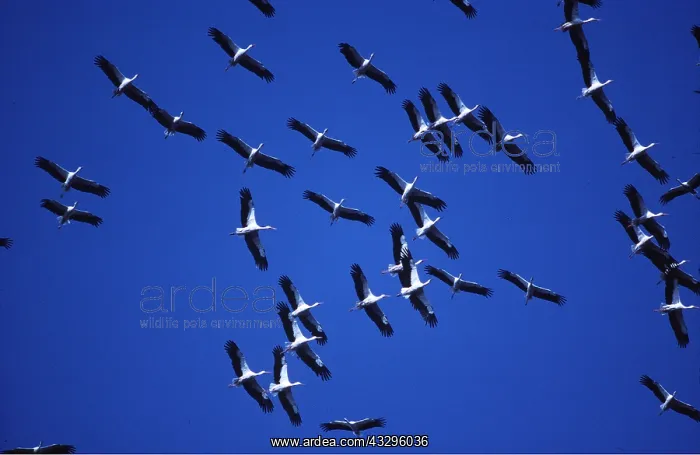 : White STORK - flock : White STORK - flock