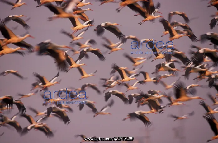 : White STORK - Flock in flight : White STORK - Flock in flight