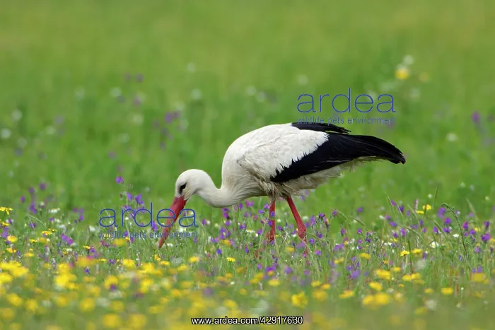 : White Stork - on flowering meadow searching for food : White Stork - on flowering meadow searching for food