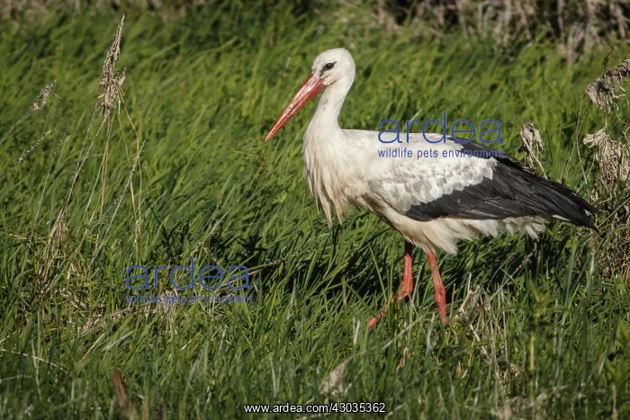 : White Stork - on grass - Galicia, Spain : White Stork - on grass - Galicia, Spain