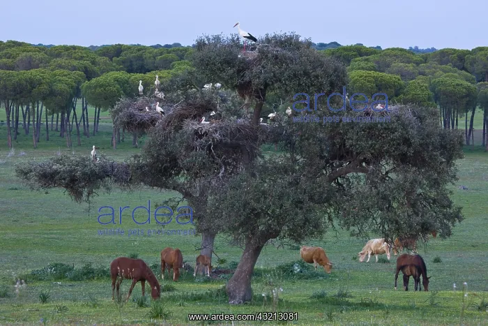 : White Stork and Horses in the meadow Spain : White Stork and Horses in the meadow Spain