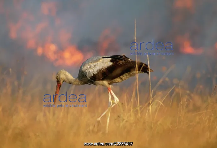  : White STORK - Hunting for prey chased by fire