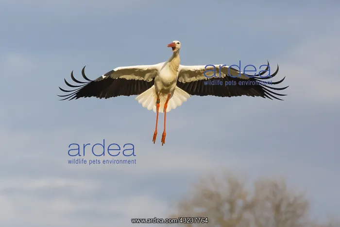 : White Stork - in landing flight, North Hessen, Germany : White Stork - in landing flight, North Hessen, Germany