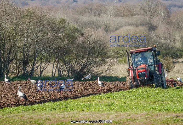 : White Stork looking for food behind tractor : White Stork looking for food behind tractor