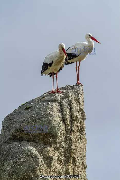 : White stork - a mated White stork pair standing : White stork - a mated White stork pair standing