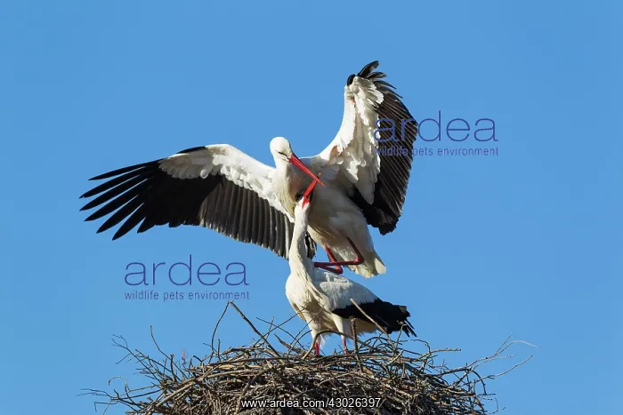 : White Stork mating pair on their nest Do& xf1;ana Nat : White Stork mating pair on their nest Do& xf1;ana Nat