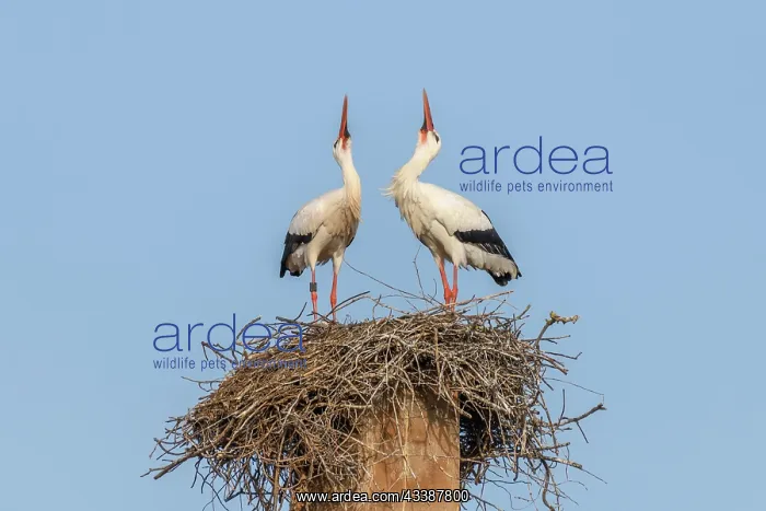 : White stork in mating season in early summer, France : White stork in mating season in early summer, France