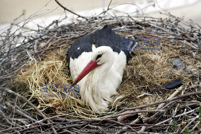  : White Stork - at nest