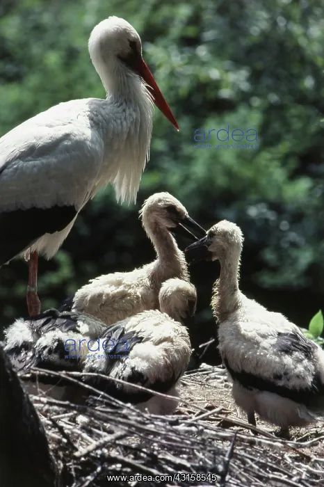 : White Stork Nest : White Stork Nest