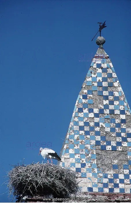: WHITE STORK - on nest beside blue and white check spire : WHITE STORK - on nest beside blue and white check spire
