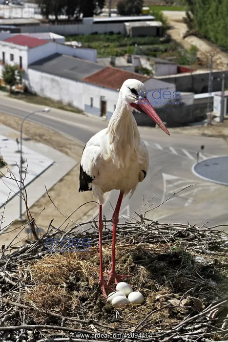 : White Stork - at nest with eggs : White Stork - at nest with eggs