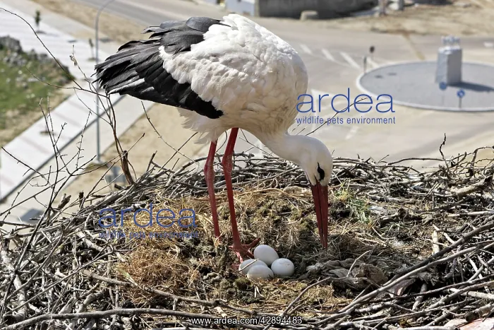 : White Stork - at nest with eggs : White Stork - at nest with eggs