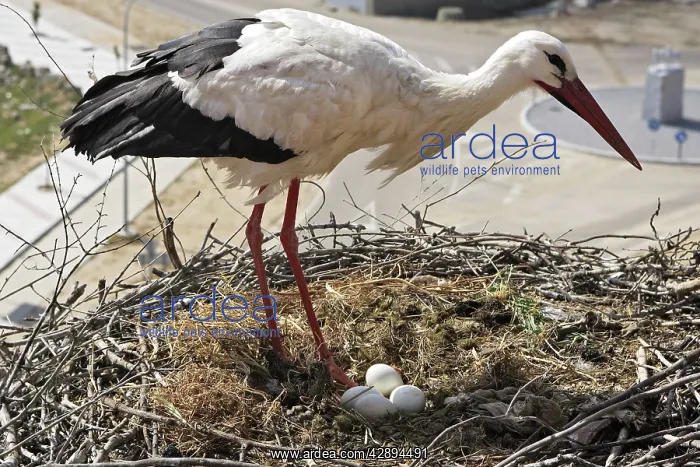 : White Stork - at nest with eggs : White Stork - at nest with eggs