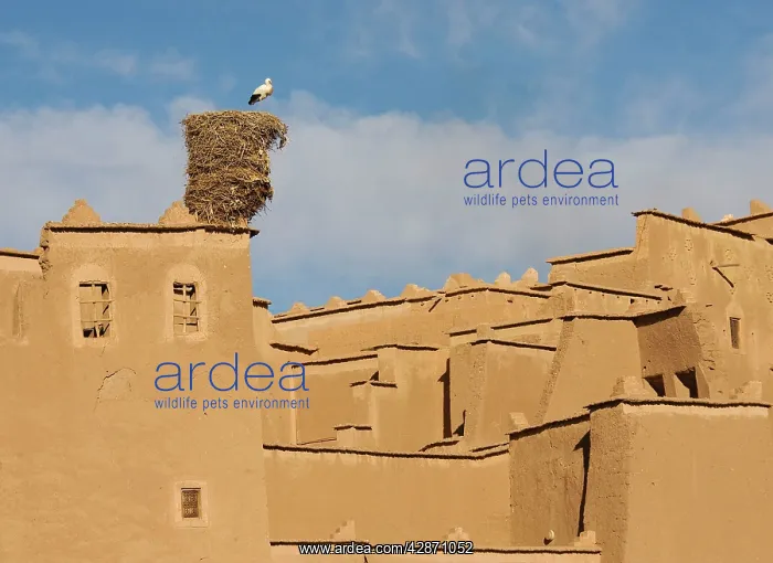: White Stork - at its nest on the kasbah (= fortress) : White Stork - at its nest on the kasbah (= fortress)