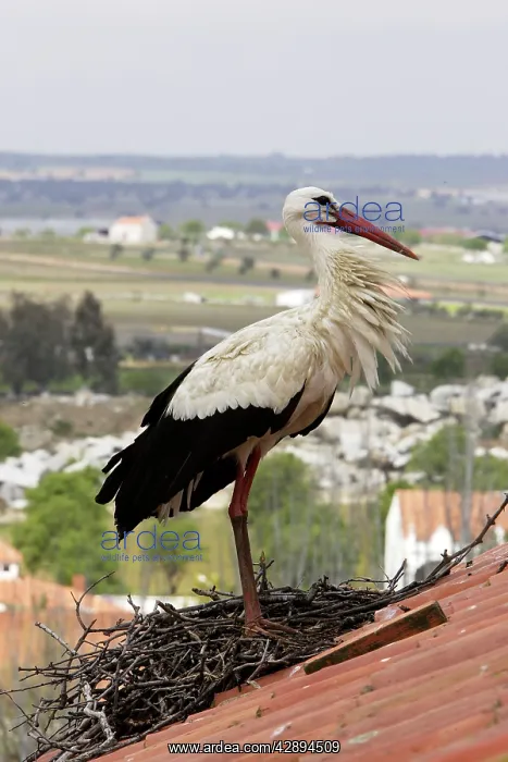 : White Stork - at nest on roof top : White Stork - at nest on roof top
