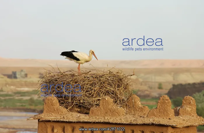  : White Stork - at its nest on one of the towers