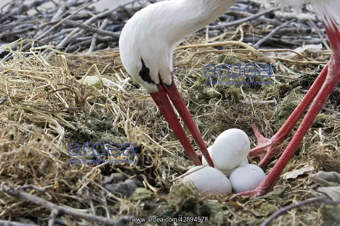 : White Stork - at nest turning eggs : White Stork - at nest turning eggs